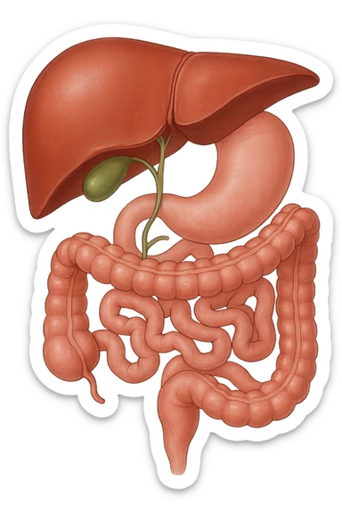 Connessione, fegato , intestino e cistifellea sticker