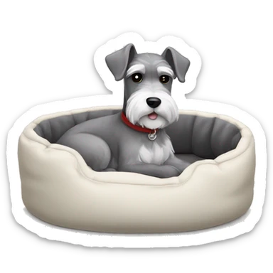 Grey and white mini schnauzer full body asleep in dog bed      sticker