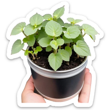 Young sprouts of Plectranthus Verticillatus with perfectly circular coin-shaped leaves in a silver metallic pot sticker