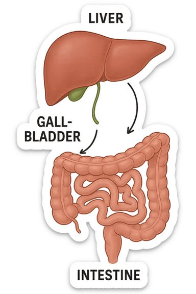 Connessione visiva, fegato , intestino e cistifellea sticker