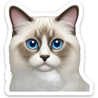 birman cat, blue eyes, pink nose sticker