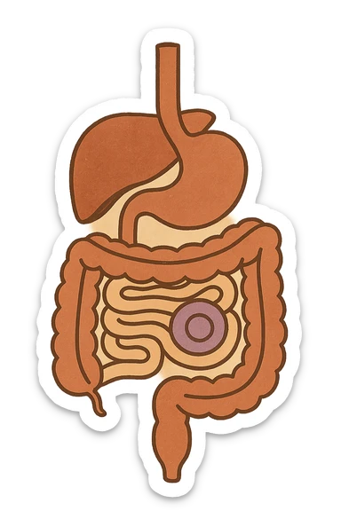 Anatomical illustration of the human digestive system, showing a cell, small intestine, and large intestine. Smooth 3D style, soft shading, clean and simple design.
 sticker