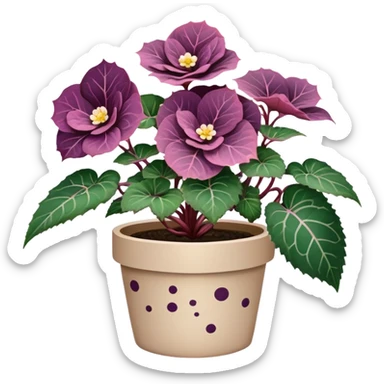 Begonia Rex plant in beige pot with only foliage, no flowers. Each leaf has dark green color, purple edges, white spots in middle, and clear spiral pattern at center where leaf grows sticker