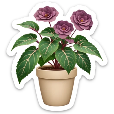 Begonia Rex plant with only greenish-purple spiral patterned leaves in a beige pot, no flowers sticker