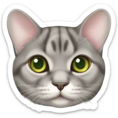 Cat British chinchilla gold green eyes sticker