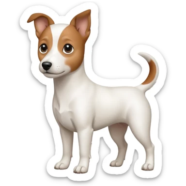 a fully white jack russell the size of a kelpie with a half white face sticker