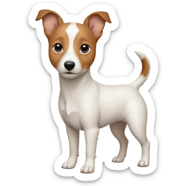 a fully white jack russell the size of a kelpie with floppy ears and a half white face sticker