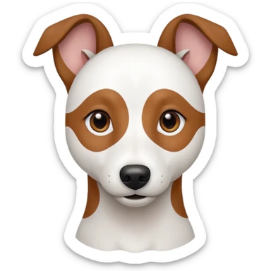 a fully white jack russell the size of a kelpie with a half white face sticker