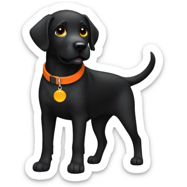 black Labrador retriever with orange collar sticker