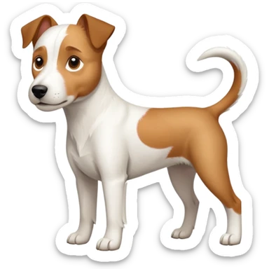 a full body large white parson russell terrier looking dog the size of a kelpie with light brown ears and a light brown patch on one eye and a large snout sticker