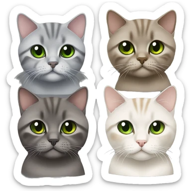 Brown british shorthair with Brown eyes + Grey Tabby scotish fold with Green eyes sitting sticker