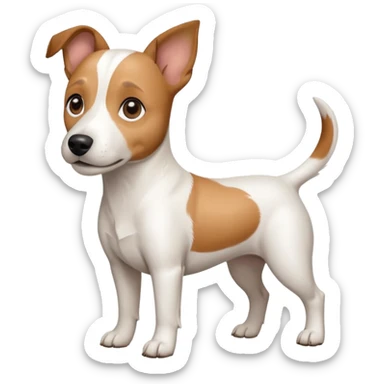 a full body white jack russel looking dog the size of a kelpie with light brown ears and a light brown patch on one eye and a large snout sticker