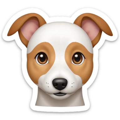 a fully white jack russell the size of a kelpie with floppy ears and a half white face sticker