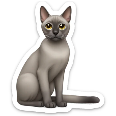 Grey tonkinese cat sticker