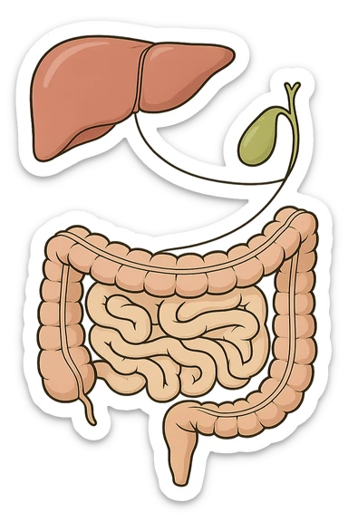 Connessione visiva con linee fegato , intestino e cistifellea sticker