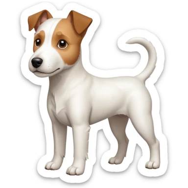 a full body large white parson russell terrier looking dog the size of a kelpie with light brown ears and a light brown patch on one eye and a large snout sticker