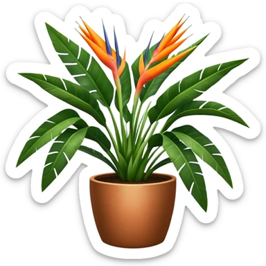 gigant Strelitzia nicolai in a pot sticker