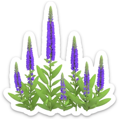 3D iOS style illustration of Salvia nemorosa (woodland sage) with upright purple flower spikes and green leaves, realistic and vibrant, on transparent background. sticker