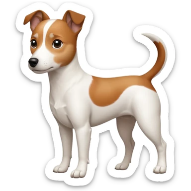 a fully white jack russell the size of a kelpie with a half white face sticker