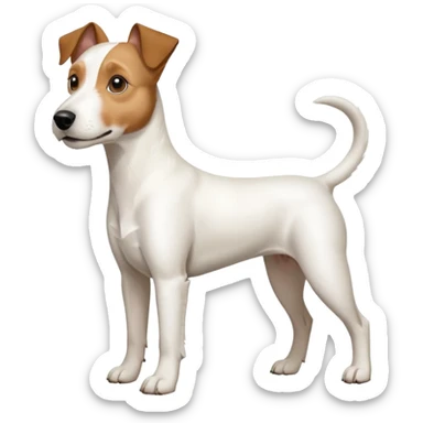 a full body large white parson russell terrier looking dog the size of a kelpie with light brown big ears and a light brown patch on one eye and a large snout sticker