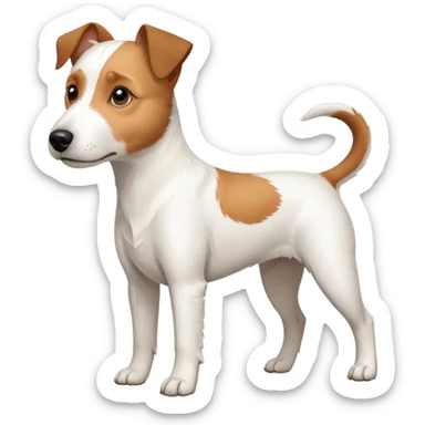 a full body large white parson russell terrier looking dog the size of a kelpie with light brown ears and a light brown patch on one eye and a large snout sticker