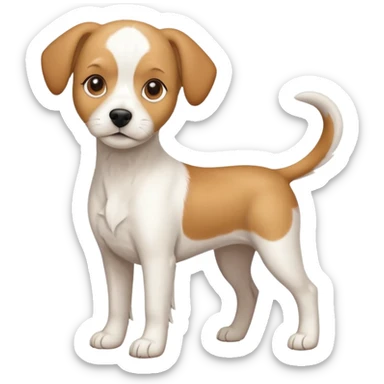 a full body white beagle x maltese x chi dog the size of a kelpie with light brown ears and a light brown patch on one eye sticker