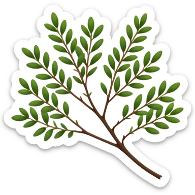 sprig of thyme, slender woody stems, tiny deep green oval leaves in dense pairs along branches, crisp and delicate texture, aromatic look, soft lighting, emoji scale sticker