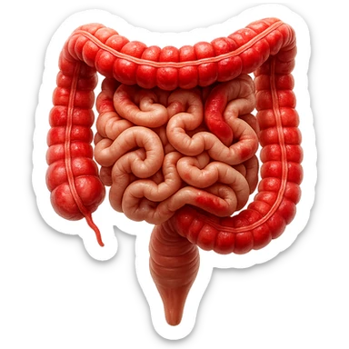 intestino umano anatomico realistico con gonfiori e rossori sul colon iperrealistico 4k sticker