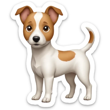 a full body white jack russel looking dog the size of a kelpie with light brown ears and a light brown patch on one eye and a large snout sticker