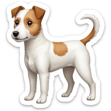 a full body large white parson russell terrier looking dog the size of a kelpie with light brown ears and a light brown patch on one eye and a large snout sticker