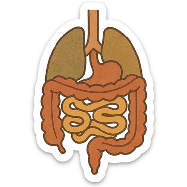 Anatomical illustration of the human digestive system, showing the colon, small intestine, and large intestine. Smooth 3D style, soft shading, clean and simple design.
 sticker