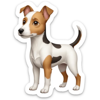 a full body large white parson russell terrier looking dog the size of a kelpie with light brown big ears and a light brown patch on one eye and a large snout sticker