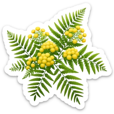 Cinematic Realistic Acacia Emoji, Bright and cheerful, with clusters of fluffy yellow flowers blooming along delicate branches. The wattle’s soft, fern-like leaves sway in the breeze, radiating a sense of warmth and joy. Soft glowing outline, capturing the essence of Australian sunshine, warmth, and beauty in a vibrant acacia tree! sticker