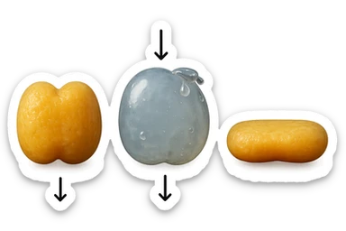 il processo di una cellula adiposa che si sgonfia, si gonfia di acqua e infine si appiattisce, 3d iperrealistica 4k sticker