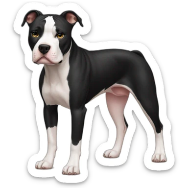 Black and white pitbull with limping right back leg sticker