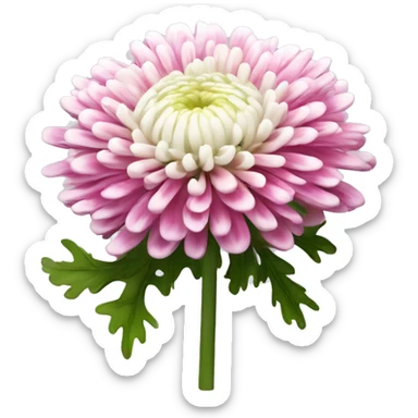 Pink and white double coloured chrysanthemum  sticker