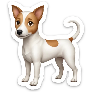 a full body white jack russel looking dog the size of a kelpie with light brown ears and a light brown patch on one eye and a large snout sticker