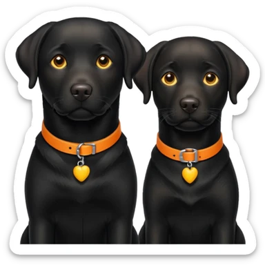 2 black labrador, adult, one has a yellow and the other an orange collar sticker