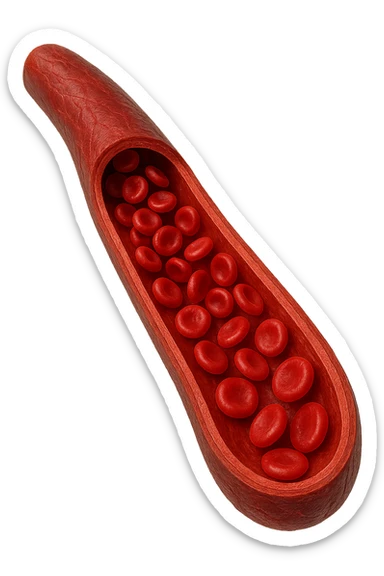 vena umana con globuli rossi sticker