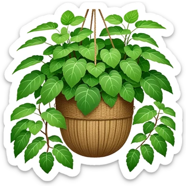 Plectranthus Verticillatus plant with perfectly circular coin-shaped green leaves in a coconut fiber hanging basket sticker