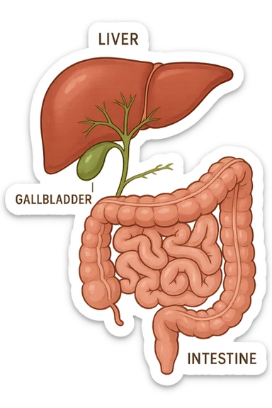 Connessione, fegato , intestino e cistifellea sticker