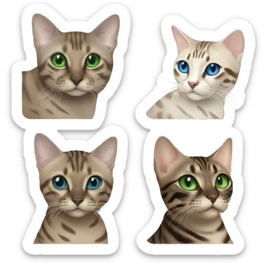 Seal Bengal cat with Blue eyes + charcoal Sepia bengal cat with Green eyes sitting  sticker