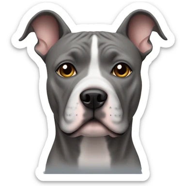 Solid gray Staffordshire terrier with pointy ears  sticker