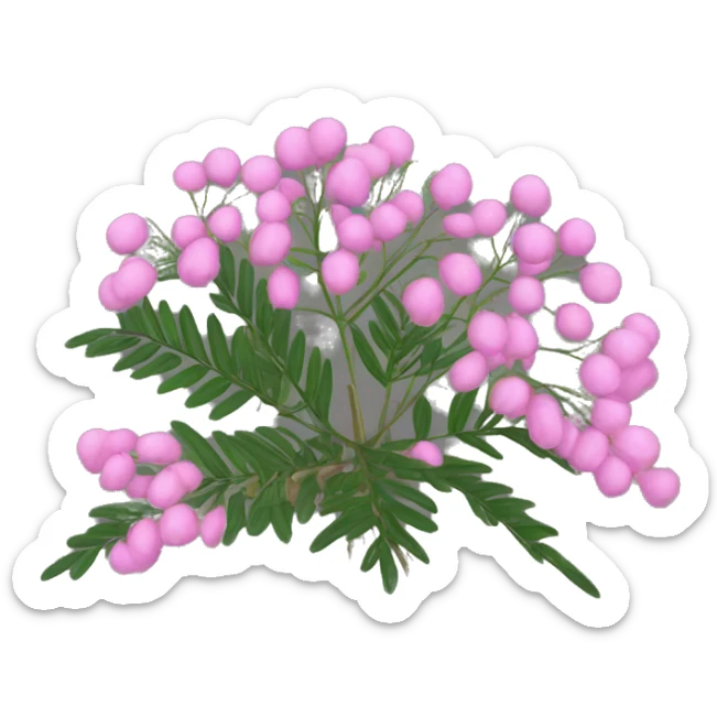 shame plant mimosa podia dormilona moriviví pink flower sticker