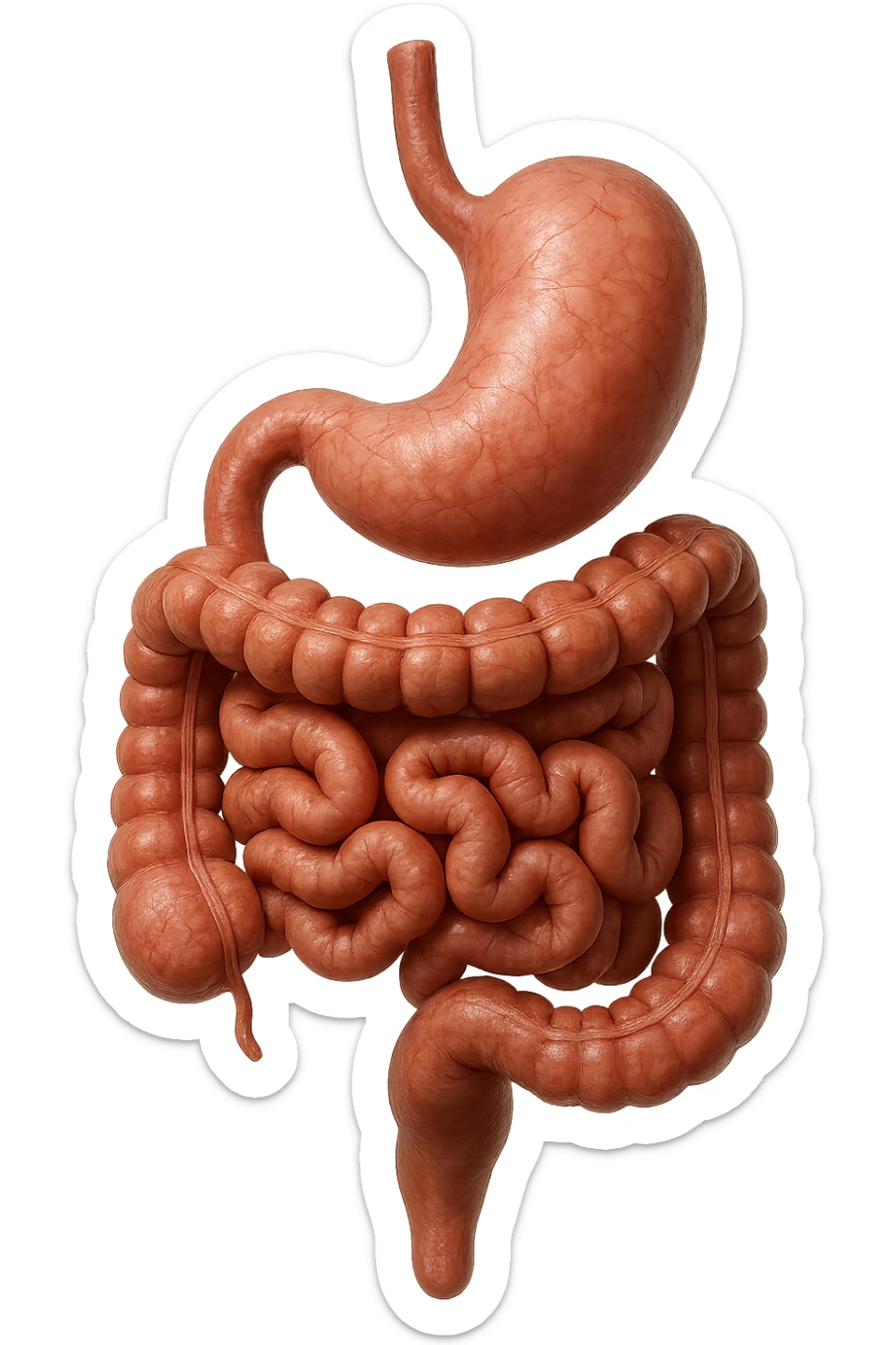 stomaco e intestino sono collegati, colore naturali, iperrealistico 4k sticker