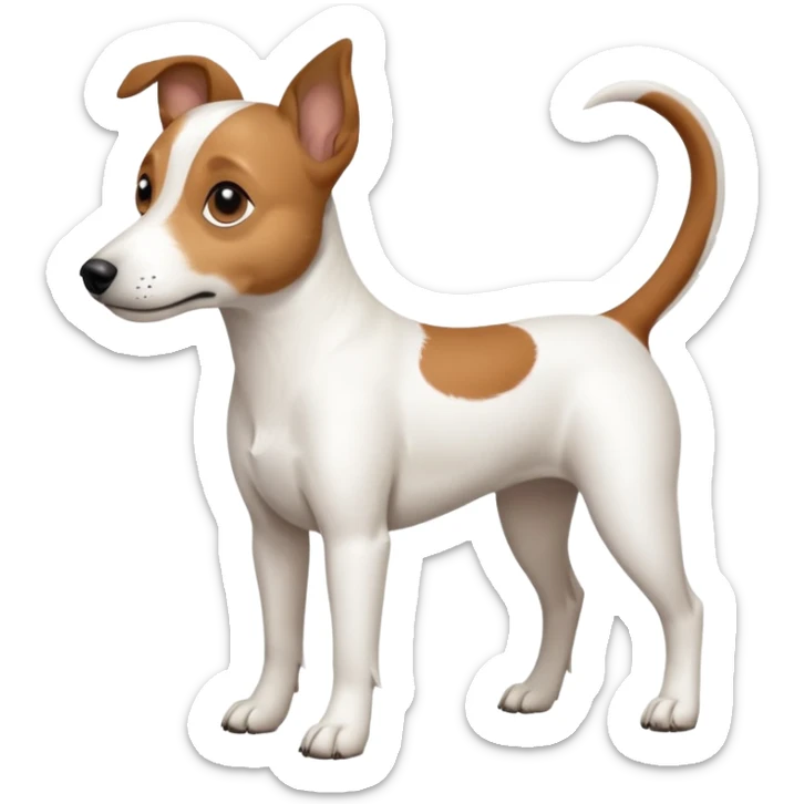 a full body white jack russel looking dog the size of a kelpie with light brown ears and a light brown patch on one eye, flopped down ears and a large snout sticker