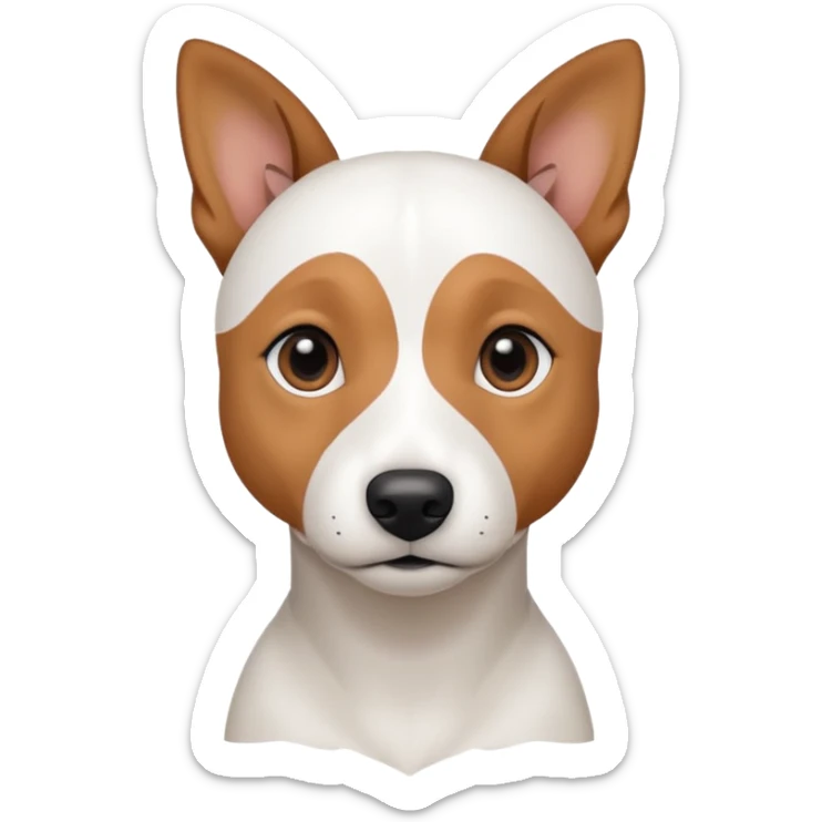 a fully white jack russell the size of a kelpie with floppy ears and a half white face sticker