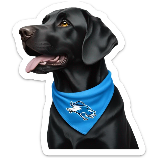 Large Black Lab dog in a Detroit Lions bandana  sticker