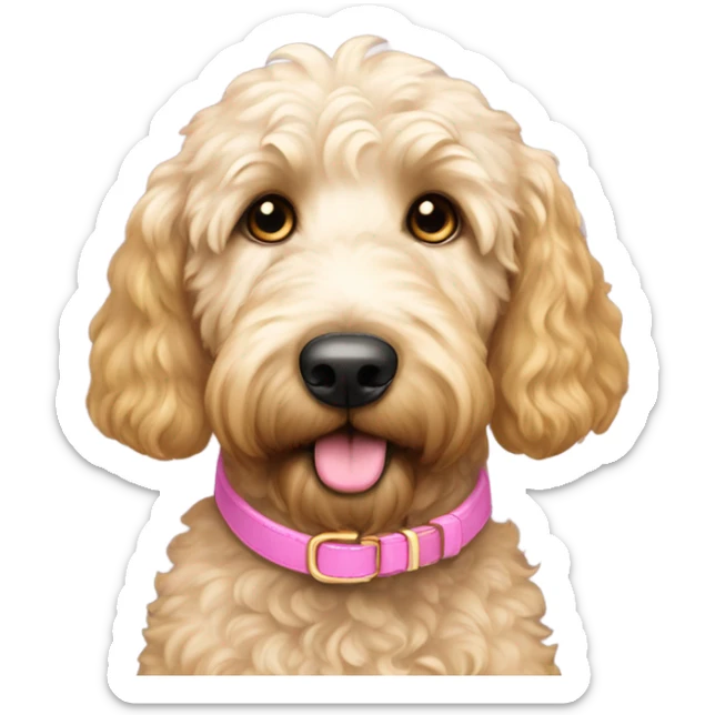 gold and white golden doodle that is medium sized with gold eyes and a pink nose wearing a pink collar sticker
