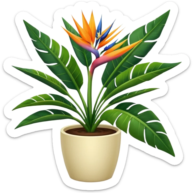 Bird of paradise leafy plant in cream pot no white between leaves sticker
